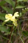 Yellow butterwort